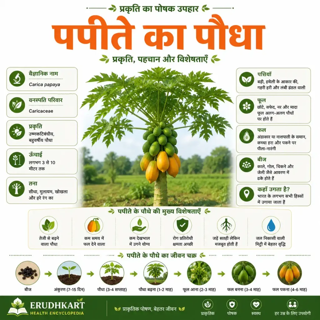 पपीते का पौधा (Papaya Plant) – पहचान, संरचना, पत्तियाँ, फल, बीज और वनस्पति संबंधी जानकारी का इन्फोग्राफिक